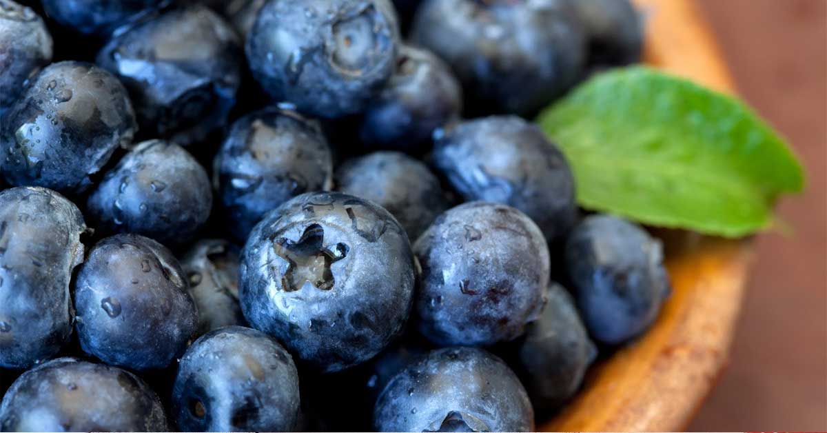Blueberry Cocok Untuk Bahan Sorbet 