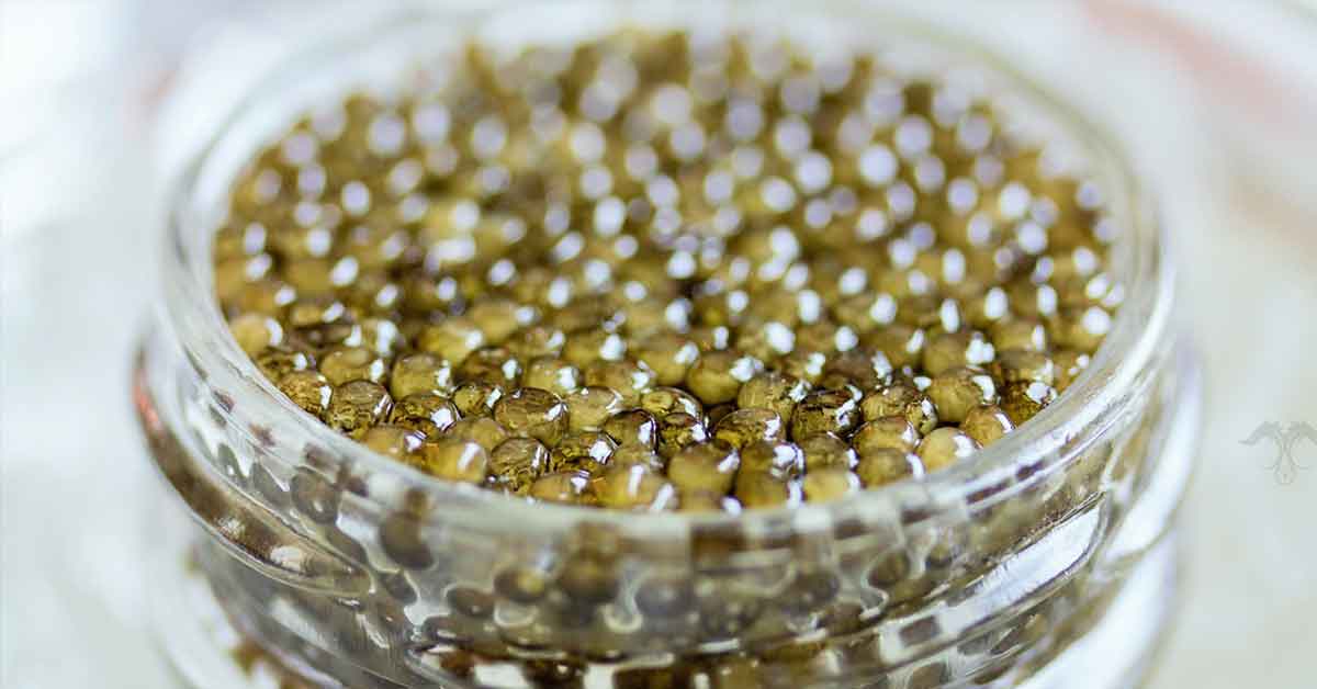 Caviar Termahal Adalah Gold Laced Caviar