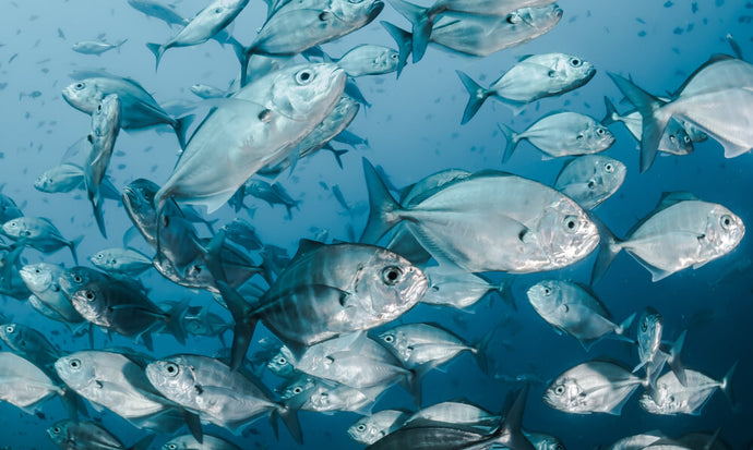 5 Jenis Ikan Air Laut Baik untuk Kesehatan