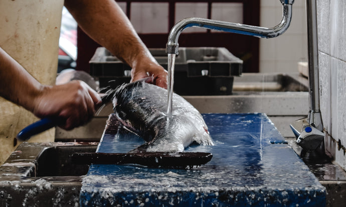 Cara Bersihkan 5 Jenis Ikan Agar Tidak Bau Amis